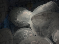 Meduzy