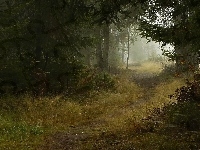 Mgła, Las, Ścieżka, Jesień
