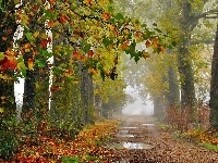 Mgła, Liście, Jesień, Droga, Kolorowe