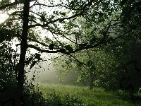 Mgła, Las, Drzewa, Polana