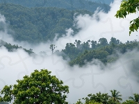 Mgła, Opadająca, Drzewa