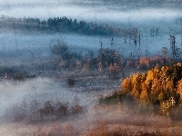 Mgła, Drzewa