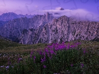 Góry Alpy, Prowincja Belluno, Włochy, Dolomity, Mgła, Kwiaty, Krwawnica pospolita, Pasmo górskie Cadini di Misurina, Fioletowe