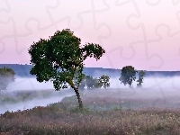Mgła, Pole, Rzeka, Drzewa