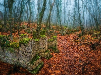 Zaniedbany, Las, Stary, Mgła, Liście, Drzewa, Cmentarz