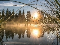 Trawy, Mgła, Drzewa, Rzeka, Promienie słońca, Pajęczyna