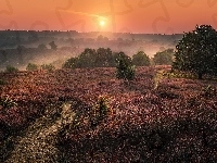 Mgła, Wschód słońca, Wrzosowisko, Wrzos, Drzewa