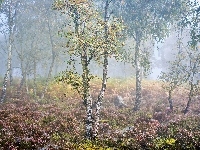 Brzozy, Park Narodowy Peak District, Anglia, Mgła, Jesień, Wrzosy, Hrabstwo Derbyshire