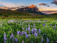 Crested Butte, Zachód słońca, Stan, Kolorado, Góry, Kwiaty, Miasto, Drzewa, Łąka, Łubiny, Stany Zjednoczone