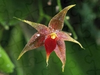 Miniaturowa, Orchidea