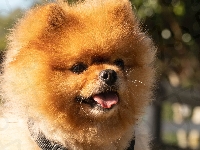 Pies, Pomeranian, Szpic miniaturowy, Język, Mordka