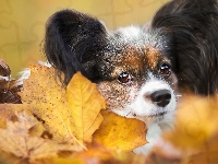 Liście, Spaniel kontynentalny miniaturowy Papillon, Pies