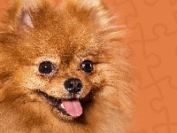 Szpic miniaturowy, Pies, Rudy, Pomeranian