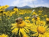 Żółte, Łąka, Pszczoły, Miodne, Kwiaty