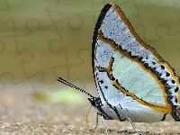 Miodowe, Biały, Motyl, Paski