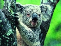 Koala, Miś, Drzewo
