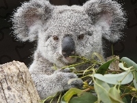 Koala, Mi, Licie