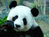 Miś, Panda