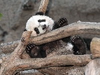Panda, Miś, Drzewo