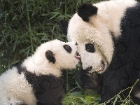 Panda, Miś, Młode