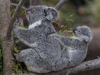 Koala, Misie, Rodzinka