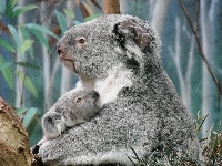 Misie, Koala