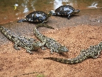 Krokodyle, Młode, Żółwie