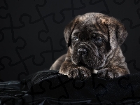 Cane corso, Szczeniak, Młody
