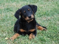 Młody, Owczarek francuski Beauceron