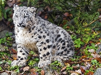 Kamienie, Młody, Irbis śnieżny, Liście