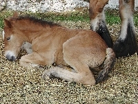 Konik, Młody, Siano