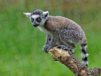 Lemur, Młody, Drzewo