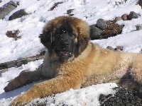 Młody, Leonberger