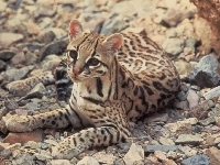 Ocelot, Młody, Kamienie