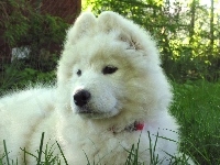 młody, Samojed