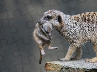 Mama, Młody, Surykatka, Skała, Potomek