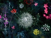 Kwiaty, Mniszek, Grafika