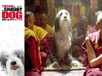 buddyzm, modły, The Shaggy Dog, pies, Azjaci