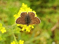 Modraszek, Motyl, Czerwończyk uroczek