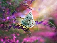 Modraszek ikar, Motyl, Kwiaty