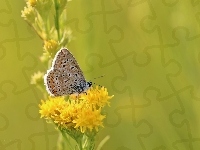 Żółte, Owad, Motyl, Modraszek, Kwiaty