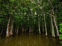 Mokradła, Drzewa, Las