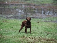 Mokry, Chesapeake Bay retriever