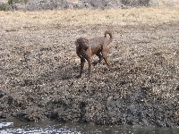 Mokry, Chesapeake Bay retriever