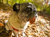 Mops