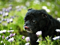 Czarny, Mops, Pies, Kwiaty, Łąka