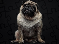 Mops, Ząb