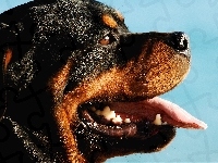 Morda, Rottweiler