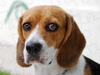 Mordka, Smutna, Beagle