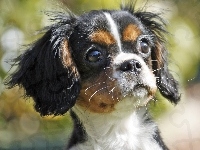 Mordka, King Charles Spaniel